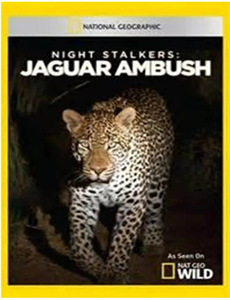 重生虐渣:娇养冰山总裁